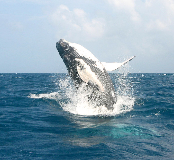 DAMOS LA BIENVENIDA A LAS BALLENAS JOROBADAS! - Touring Dominican Republic